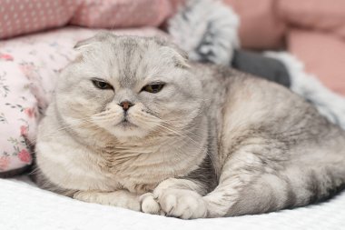 Animals. Portrait. A beautiful Scottish fold domestic cat lies on a bed on a white bedspread in a home interior. Close-up. soft focus