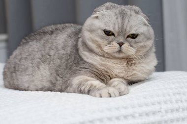 Animals. Portrait. A beautiful Scottish fold domestic cat lies on a bed on a white bedspread in a home interior. Close-up. soft focus