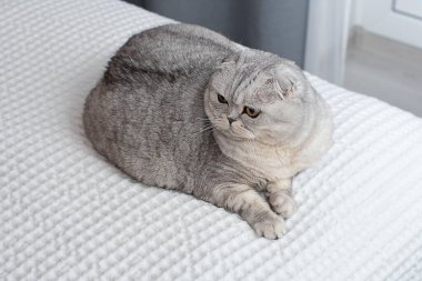 Animals. Portrait. A beautiful Scottish fold domestic cat lies on a bed on a white bedspread in a home interior. Close-up. soft focus