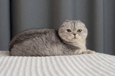 Animals. Portrait. A beautiful Scottish fold domestic cat lies on a bed on a white bedspread in a home interior. Close-up. soft focus