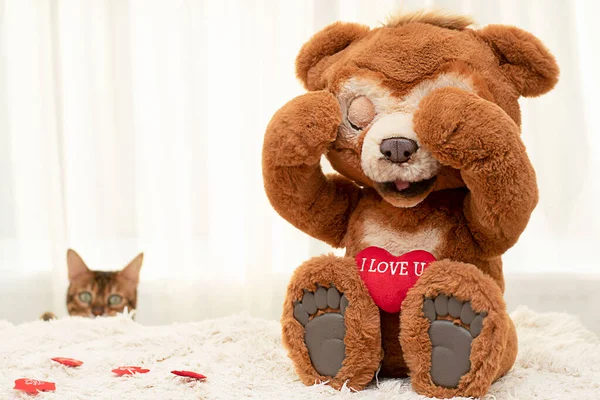 A plush toy brown teddy bear and a thoroughbred red domestic cat Bengal are sitting on a rug against the window. Valentine\'s day concept