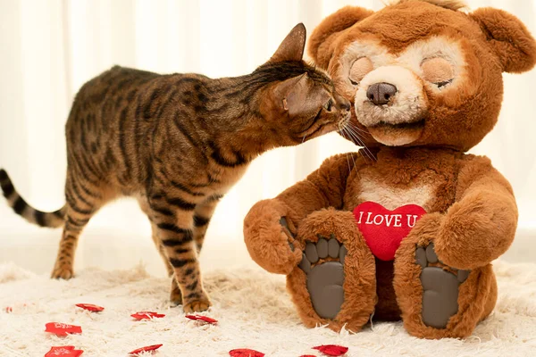 A plush toy brown teddy bear and a thoroughbred red domestic cat Bengal are sitting on a rug against the window. Valentine\'s day concept