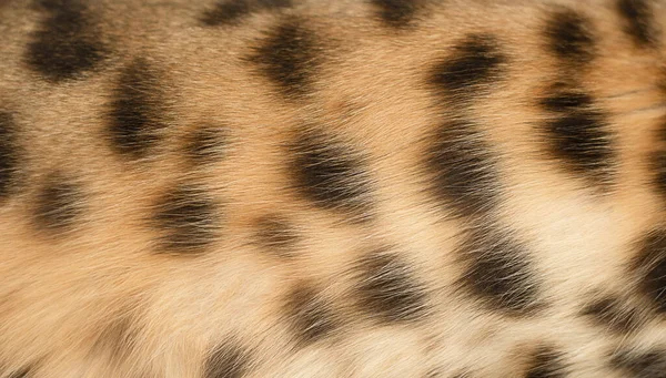 Leopard background. The body of a red spotted animal. Wool. Part of the body of a purebred domestic Bengal cat. Close-up. Texture. Concept. Ukraine