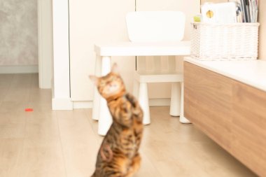 Hayvanlar. Güzel çizgili leopar kırmızısı safkan bengal kedisi ev içinde çok renkli lastik bantlarla oynuyor. Aktif, komik ve neşeli bir şekilde patileriyle uçan lastik bantları yakalıyor.