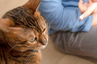 Hayvanlar. Küçük bir çocuk, evcil kırmızı leopar Bengal kedisine bir parmaktan dondurma yedirir. Yakın plan. Yumuşak odaklanma. Arkadaşlık..