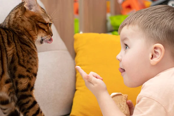 小高加索可爱的男孩在家里的一个华夫饼杯里 用白色冰淇淋喂家养的条纹红豹纹斑纹猫 软焦点 — 图库照片