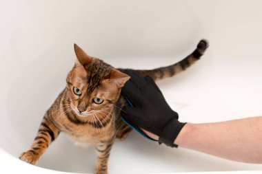 Hayvanlar. Özel eldivenli bir adam banyodaki safkan kırmızı bengal kedisinin saçlarını tarıyor. hayvan bakımı konsepti.