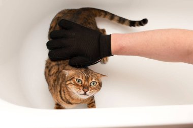 Hayvanlar. Özel eldivenli bir adam banyodaki safkan kırmızı bengal kedisinin saçlarını tarıyor. hayvan bakımı konsepti.