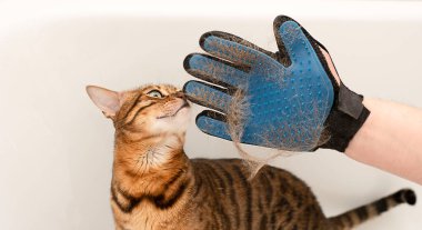 Hayvanlar. Özel eldivenli bir adam banyodaki safkan kırmızı bengal kedisinin saçlarını tarıyor. hayvan bakımı konsepti.