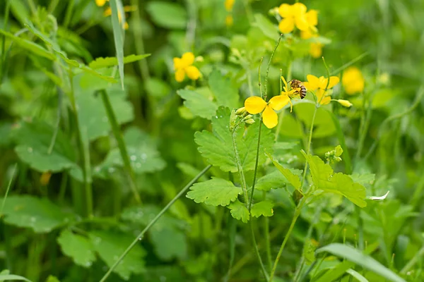 Nature. A small wild bee flew to a yellow forest flower, primrose and collects nectar in a green forest among flowers and grass. Soft focus. Spring concept.