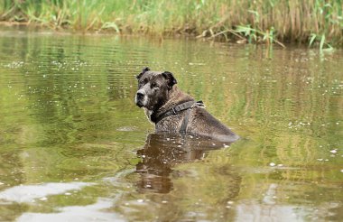 Hayvanlar. Alabai cinsinden büyük siyah bir köpek ormanda ıslak bir nehirde oturur ve sahibini bekler. yatay