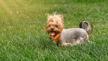 Hayvanlar. Güzel kırmızı Yorkshire Teriyeri. Cüce şirin bir köpek yazın tek başına güneşin altındaki yeşil çimlerin üzerinde yürüyor..