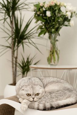 Evcil kabarık tüylü gri kedi, İskoç Katliamı cinsi, ev içi bir vazonun arka planında bir pençe bileyicisinin üzerinde yatıyor. Dikey