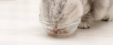 Hayvanlar. Gri tüylü evcil kedi, İskoç soyu yer ve yalar, cam bir tabaktan lezzetli bir ezme. Kavram. Yakın plan..