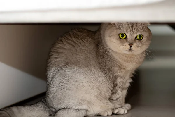 Beautiful Scottish Fold Cat Gray Sits Sofa Looks Scared Hides — Stock Photo, Image