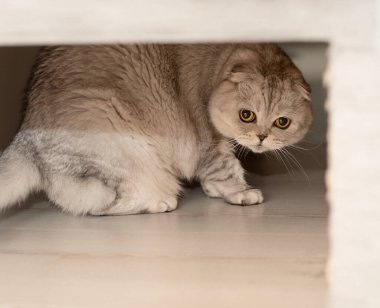 Güzel bir İskoç kedisi, gri, kanepenin altında oturuyor, korkmuş görünüyor ve ev sahibinden saklanıyor. Yakın plan..