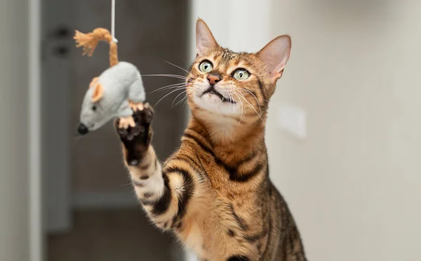 ペット ベンガル種の美しい赤いヒョウの猫は おもちゃの灰色のマウスで積極的に遊んでいます 彼の足で玩具を捕まえる クローズアップ — ストック写真