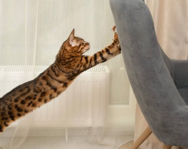 Evcil hayvanlar. Güzel bir Bengal kedisi, renkli bir leopar, aktif olarak sandalyeye atlar ve peluş gri bir fare yakalar. Fare avlamak..
