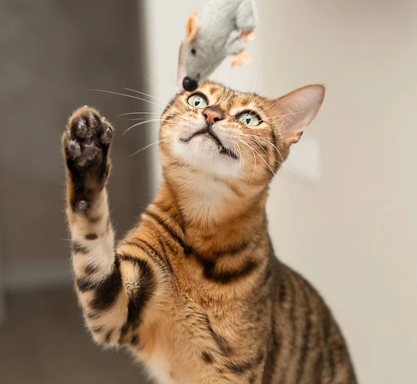 Zwierzęta Domowe Piękny Kot Bengalski Odcisk Lamparta Aktywnie Bawi Się — Zdjęcie stockowe