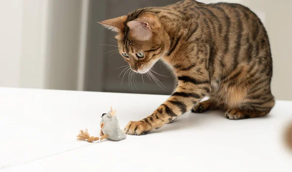 Pets. A beautiful Bengal cat, leopard print, actively plays with a toy gray plush mouse. Hunting for a mouse. Close-up.