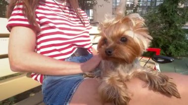 Küçük bir köpek, Yorkshire terrier cinsi, sokakta temiz havada sahibinin kucağında yatıyor. Yakın plan.