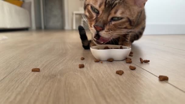 ペット ベンガル種のヒョウの猫 空腹と面白い 家庭内インテリアの床に白いボウルから食べ物を食べます クローズアップ — ストック動画