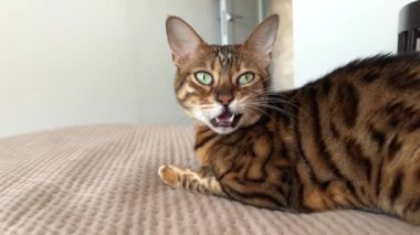 Evcil hayvanlar. Kedicik. Güzel, safkan bir leopar kırmızı Bengal kedisi, yeşil gözlü, kahverengi bir battaniyenin üzerinde yatar ve kameraya bakar. Yakın plan..