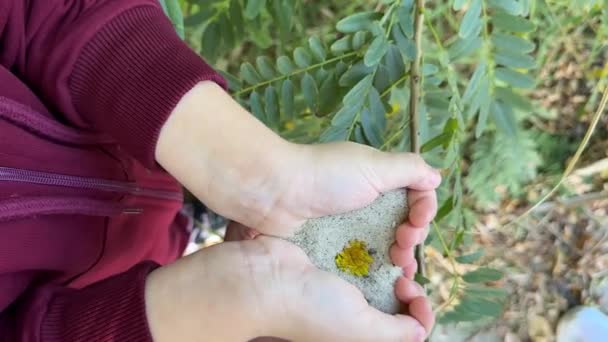 自然界で生まれた概念 小さな黄色い花が子供の手のひらに咲いています 女の子はタンポポが育つ手の中に砂を握っている クローズアップ — ストック動画