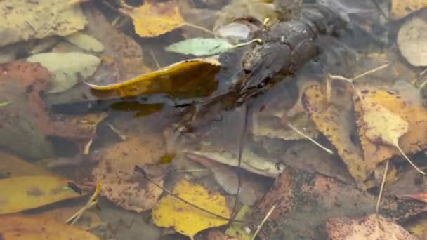 해파리는 천천히 강에서 잎으로 핀커를 이동합니다 아이들은 막대기로 잡습니다 클로즈업 — 비디오