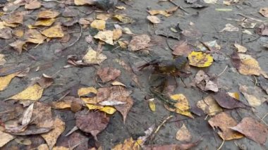 Vahşi yaşam, konsept. Kanser yavaşça yerde sürünerek sonbahar yaprakları boyunca pençelerini hareket ettirir ve suya giden bir yol olan kurtuluşu arar. Yakın plan.