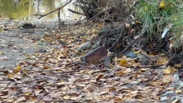 野生生物 コンセプト 食べ物を求めて水の近くの森で走っている大きな灰色のマウスの家族 木の根と秋の葉の下に隠れるマウス — ストック動画
