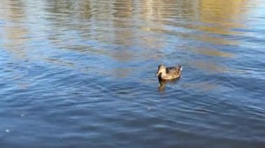 Sonbaharın güneşli bir gününde vahşi ve aç ördekler nehirde yüzer ve insanların suya attığı gagalı ekmekleriyle avlanırlar. Ördekler ekmek için savaşır..