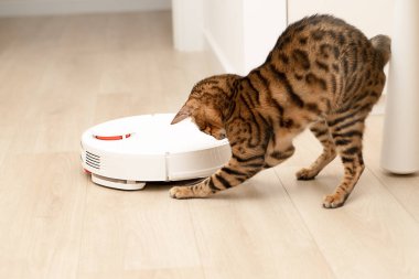 Evcil hayvan konsepti. Bengal soyundan güzel, eğlenceli bir leopar kedi evdeki çöpleri ve tozları temizleyen beyaz bir robot süpürgenin üstüne atlıyor. Yakın çekim, yumuşak odaklanma.