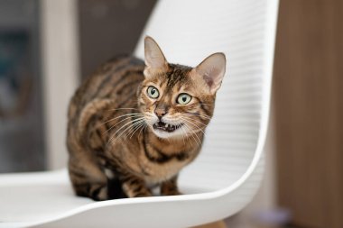 Bengal kedisi yüzünde hırıltılı bir ifadeyle beyaz bir sandalyede oturuyor. Tehlike ve tetikte olma hissi. Kedilerin bakışları ve koruyucu duruşları daha dikkatli ve korunaklı olduklarını gösteriyor..