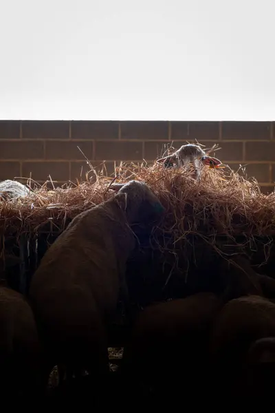 stock image Lambs eating straw in a barn, capturing the essence of rural farm life, with the cozy shelter adding warmth to this charming and natural scene.