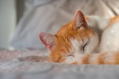 Huzurlu bir kedi, rahat bir yatakta mışıl mışıl uyur. Güneşin altın parıltısıyla yıkanır. Sıcak ve huzurlu bir manzara yaratır..