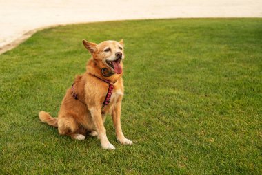 A happy dog sitting on the grass, with a big smile and bright eyes, capturing a moment of pure joy and the simple pleasures of outdoor play. clipart