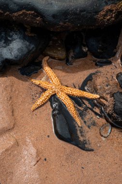 Kumsalda dinlenen bir denizyıldızı, deniz yaşamının özünü ve deniz ile kıyı arasındaki huzurlu bağı güzelce yakalıyor..