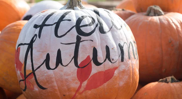 Halloween Pumpkins Displayed Outdoor Traditions Vacations Theme — Foto de Stock