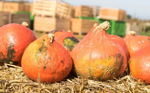 Halloween Pumpkins Displayed Outdoor Traditions Vacations Theme —  Fotos de Stock