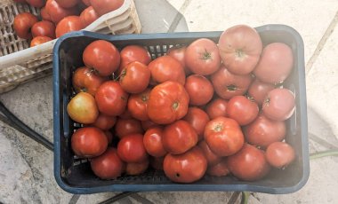 Taze toplanmış domatesler, sağlıklı yiyecek kavramları.