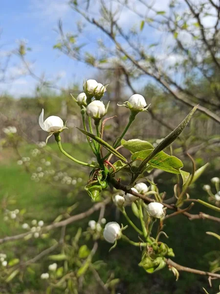 Bulanık doğal arka planda çiçek açan elma ağacı. Seçici odaklanma. Yüksek kaliteli fotoğraf resimleri