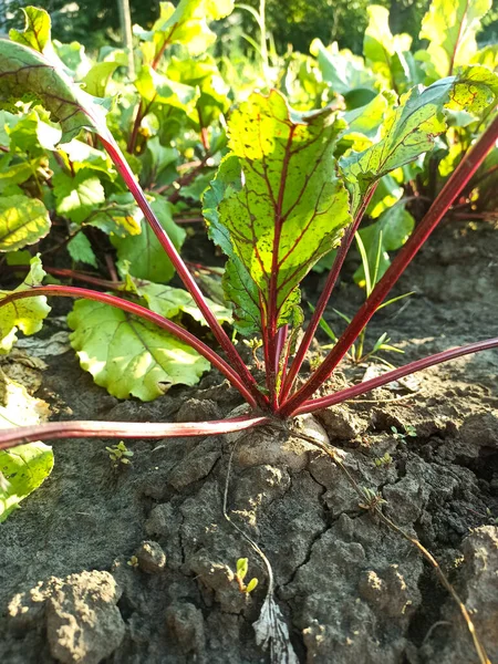Bahçede pancar yetişir. Genç sebzeler Pancar kökü.