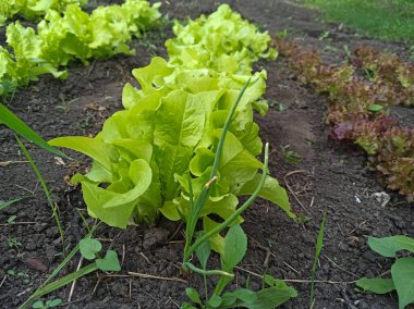  Soğan, salata, marul. Kemerli güneş evinde yeşillik. Organik tarım, serada filizlenen tohumlar. Açık hava..