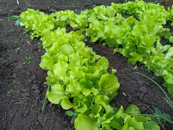 Sıralı taze organik yeşil salata bitkileri ve tarım bahçeleri.