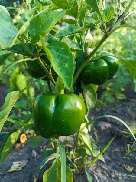 Green peppers growing in the garden. Ratunda peppers. Agriculture and gardening