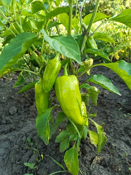 Green pepper  plant growith in garden farm