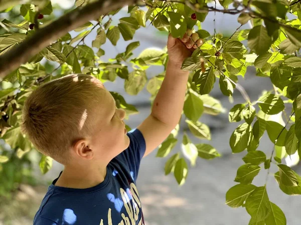 Yazın güneşli bir günde kiraz parçalayan çocuk. Yüksek kalite fotoğraf. 