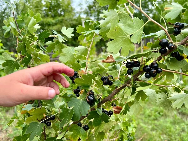Kadın siyah frenk üzümü topluyor. Frenk üzümü konsepti topluyorum. Yakın çekim görüntüsü. Yüksek kalite fotoğraf