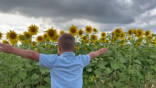 Ευτυχισμένο Παιδί Παιδί Ένα Χωράφι Ηλιοτρόπια Σηκώνει Χέρια Του Στα — Αρχείο Βίντεο